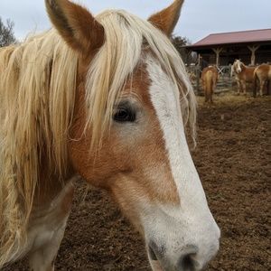 Meet your Posher, Landen